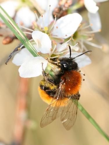 Andrena fulva