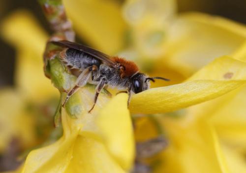 Réf. 67 286 : Andrena haemorrhoa