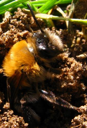 Réf. 67 517 : Andrena nitida