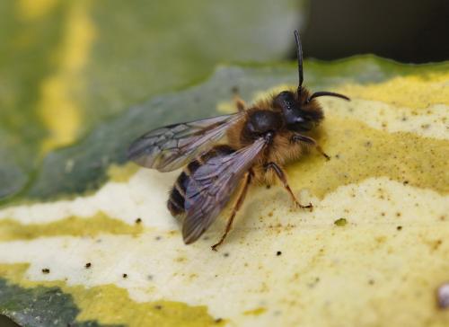 Andrena flavipes