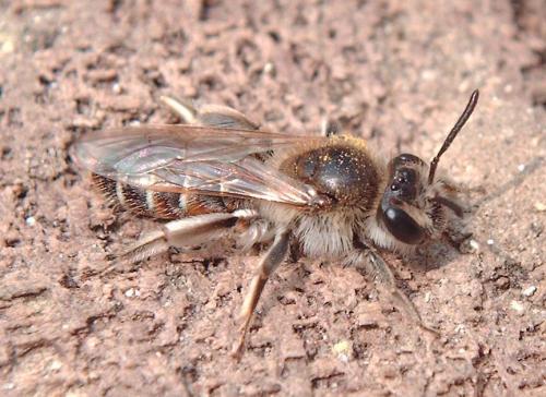 Réf. 67 258 : Andrena ventralis