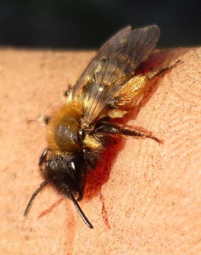 Andrena bicolor