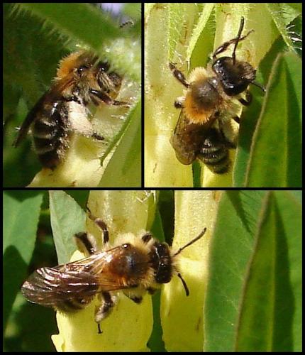 Andrena symphyti
