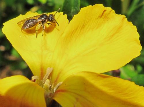 Andrena sp.