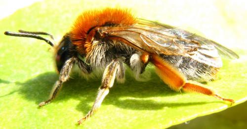 Andrena haemorrhoa