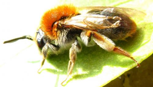 Andrena haemorrhoa