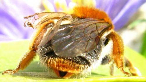 Andrena haemorrhoa