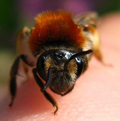 Andrena haemorrhoa