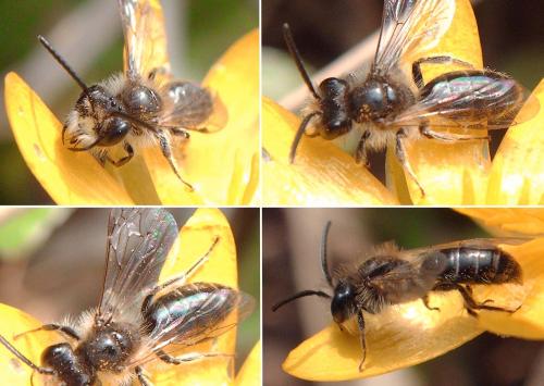 Andrena ventralis