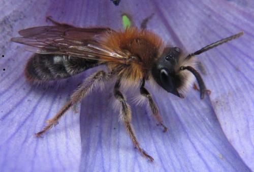 Andrena (gravida-nitida)