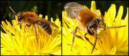 Andrena sp.