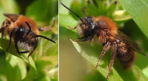 Andrena fulva