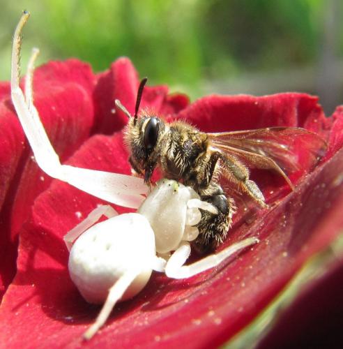 Andrena sp.