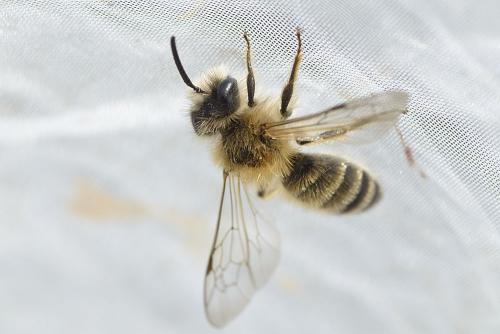 Andrena gravida