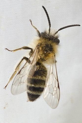 Andrena gravida
