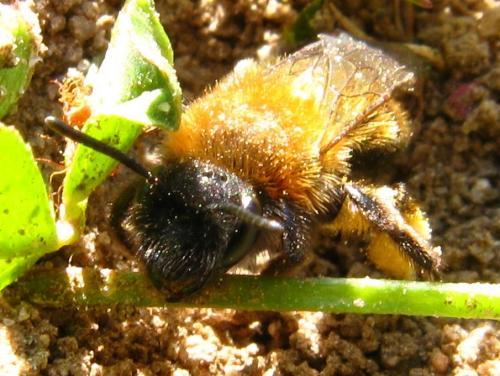 Andrena bicolor