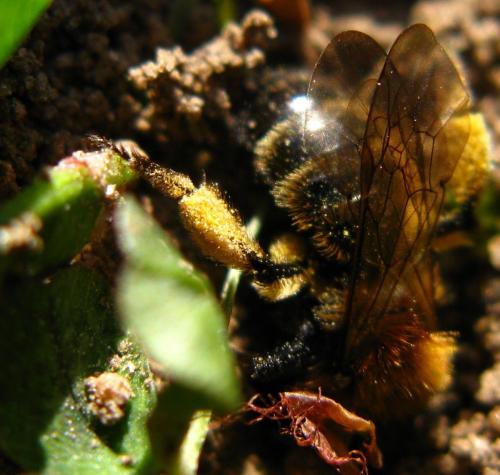 Andrena bicolor