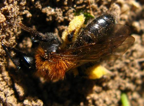 Andrena bicolor