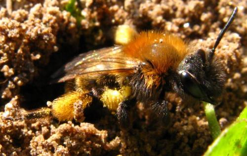 Andrena bicolor