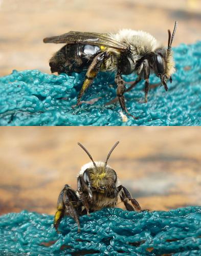 Andrena vaga