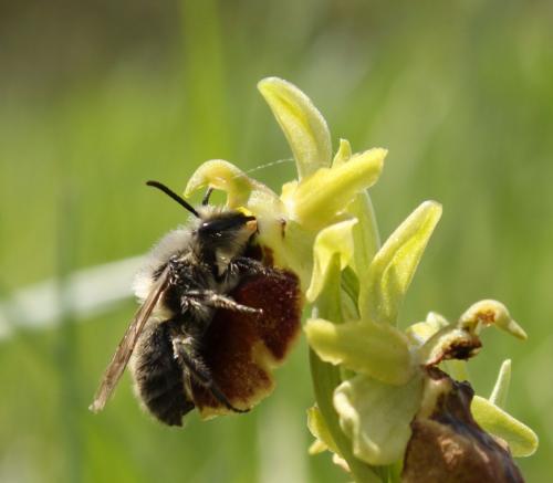 Colletes cunicularius