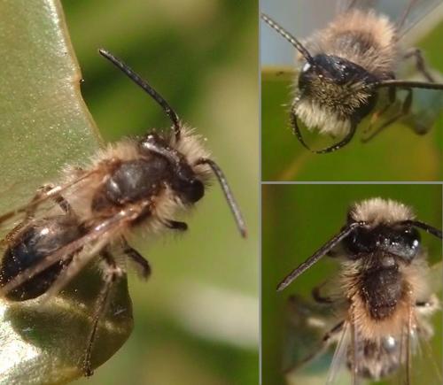 Réf. 67 559 : Andrena sp.