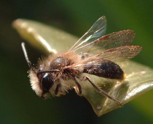 Andrena sp.