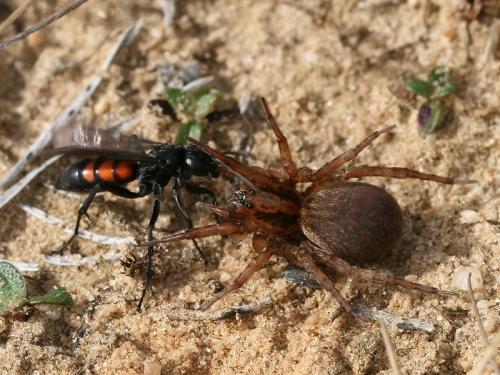 Réf. 67 927 : Anoplius viaticus