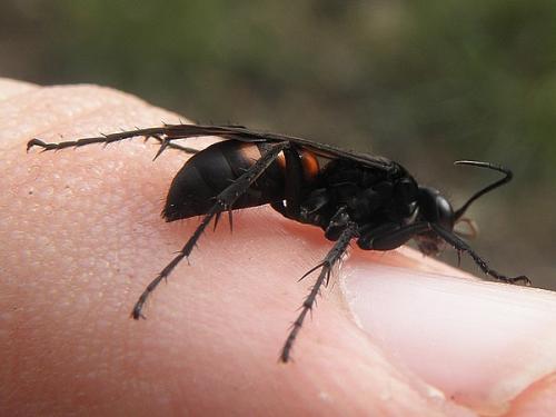 Réf. 67 307 : Anoplius viaticus