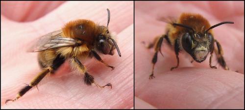 Anthophora retusa