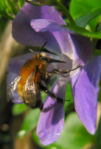 Anthophora plumipes