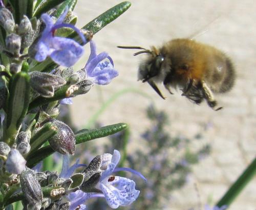 Anthophora plumipes