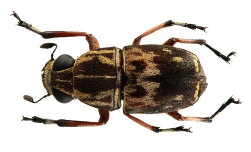 Réf. 67 405 : Phaenithon semigriseus