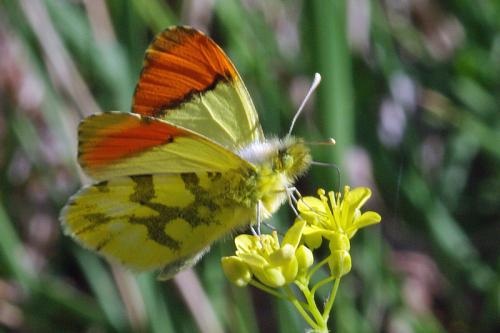 Anthocharis euphenoides
