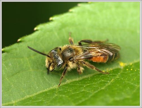 Andrena sp.