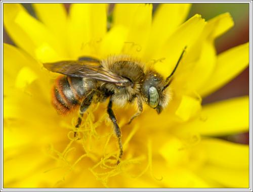Osmia sp.