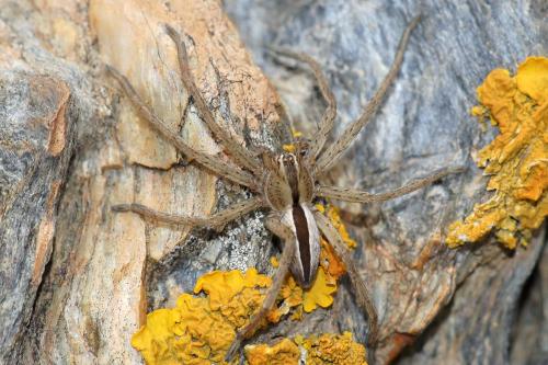Micrommata ligurina
