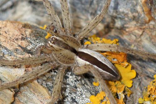 Réf. 67 235 : Micrommata ligurina