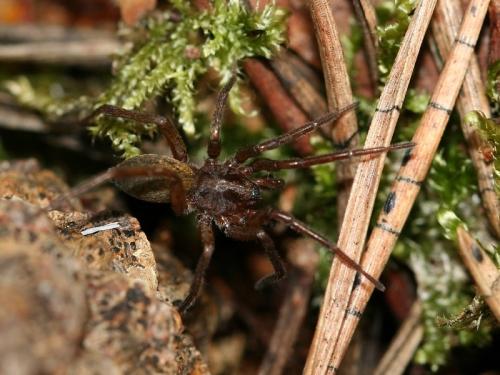 Réf. 67 935 : Agroeca sp.