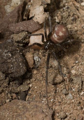 Steatoda grossa