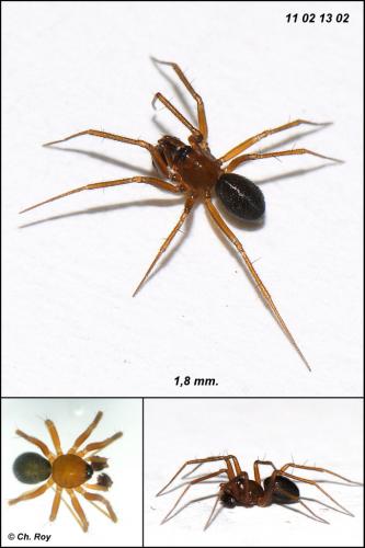 Réf. 67 147 : Lepthyphantes nodifer