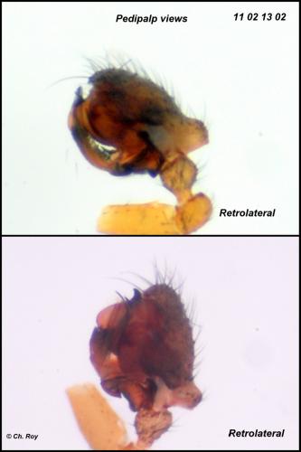 Réf. 67 148 : Lepthyphantes nodifer