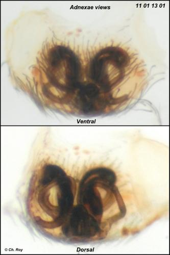 Réf. 67 021 : Antistea elegans