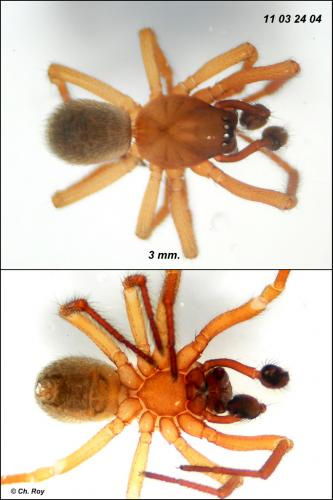 Robertus lividus