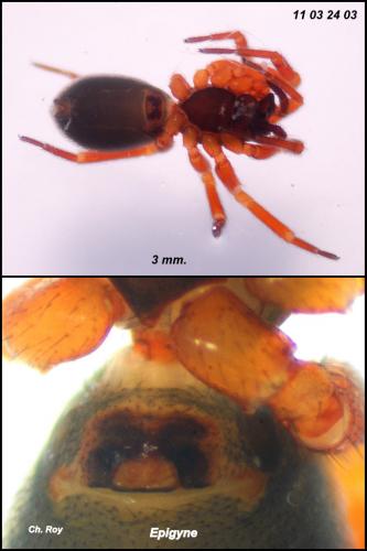 Walckenaeria nudipalpis