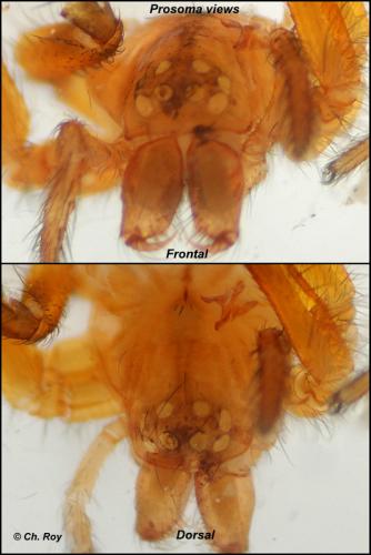 Réf. 67 022 : Antistea elegans