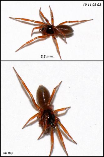 Réf. 67 629 : Walckenaeria cucullata