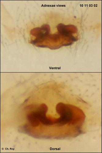 Réf. 67 649 : Walckenaeria cucullata