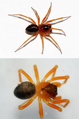 Gongylidium rufipes
