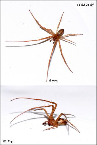 Metellina mengei